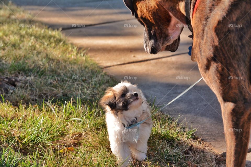 Big boxer, little dog meet up