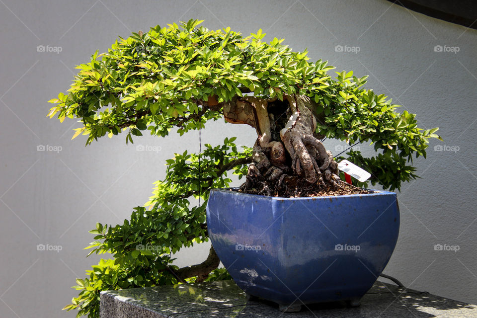 Beautiful bonsai tree in a blue ceramic pot