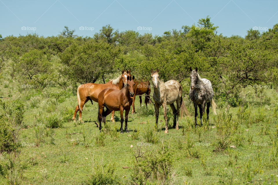 horses looking curious