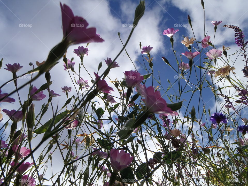 Sky view from ground level 