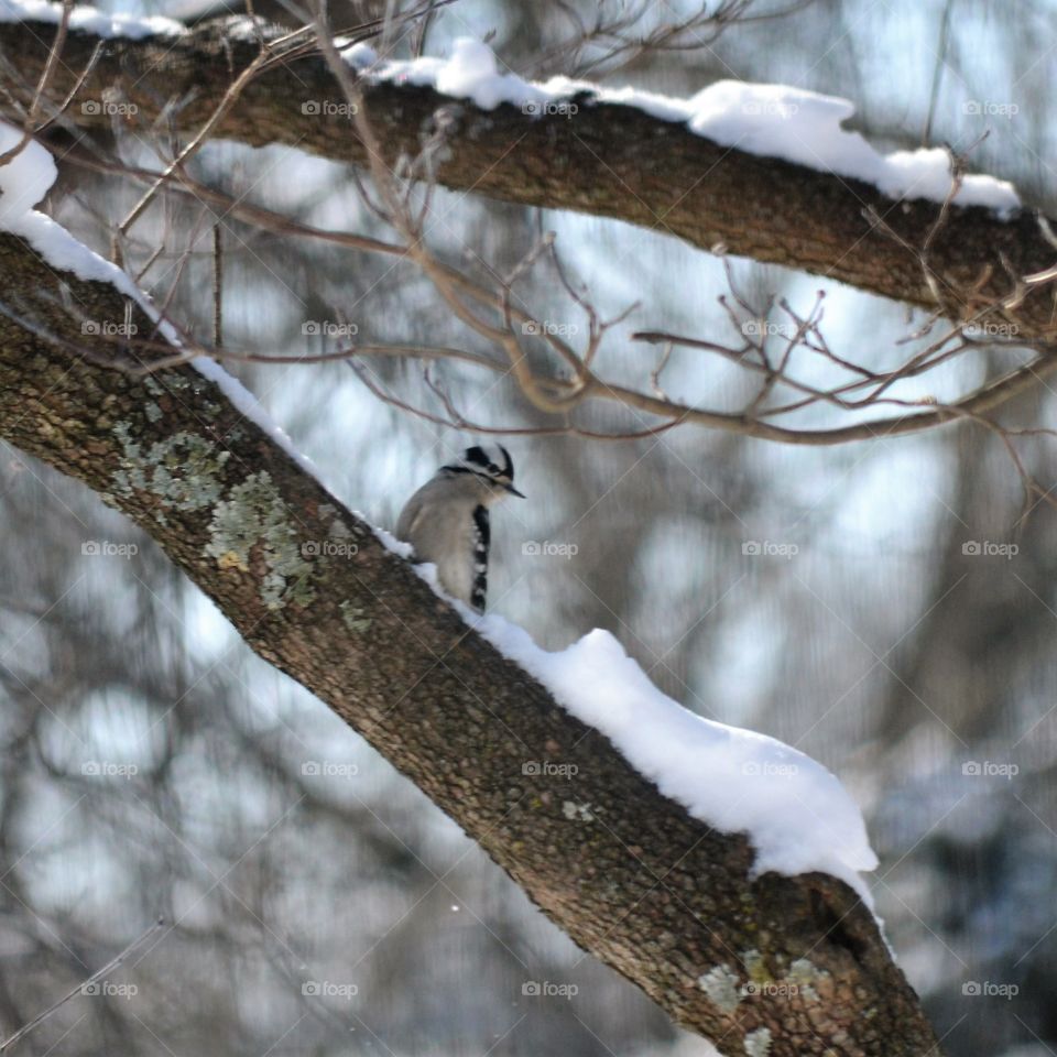 downy woodpecker