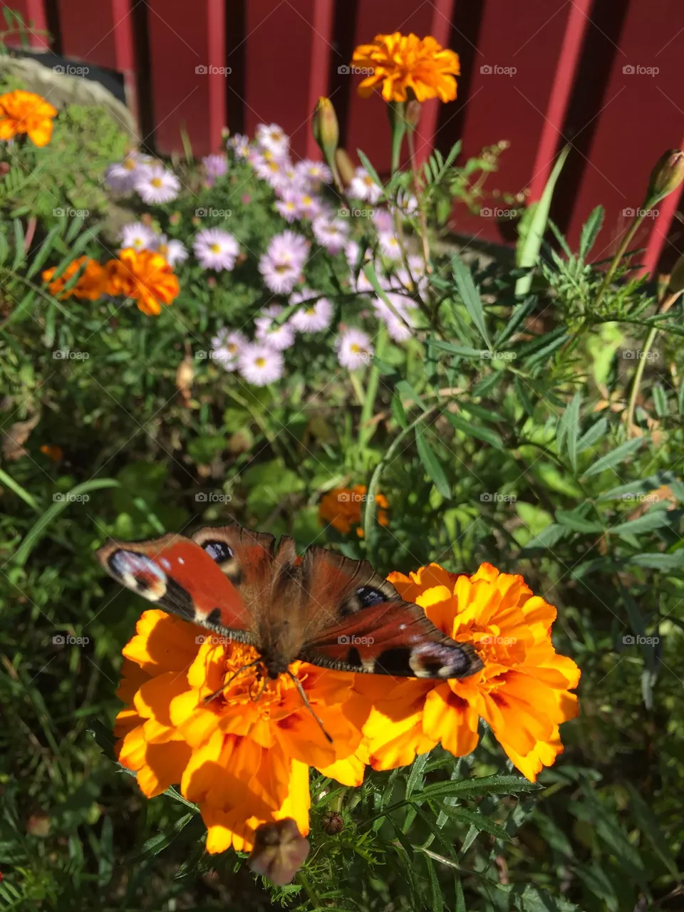 Butterfly 