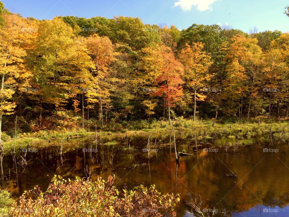 Scenic view of idyllic lake