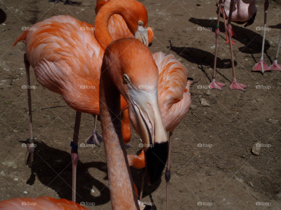 zoo head flamingo by buzzsmith