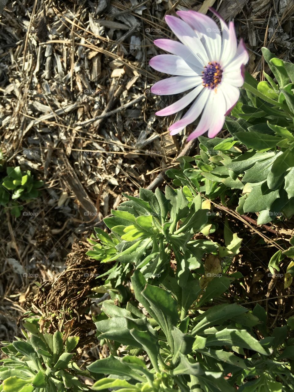 Flower, flora, daisy, white, pink, bloom, garden, growth, nature, no person, closeup, blooming, outside, outdoors