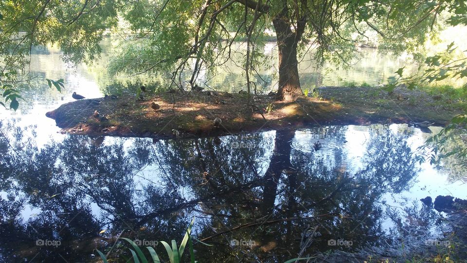 Water, Tree, Landscape, Wood, Environment