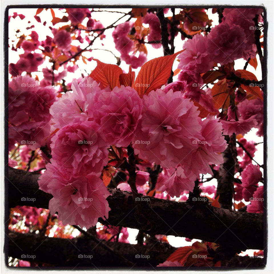 Cherry blossom fluff
