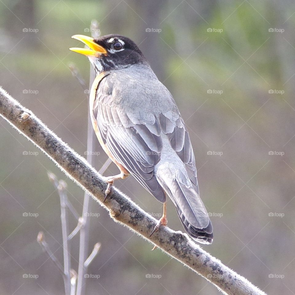 Beautiful robin singing on a tree branch 