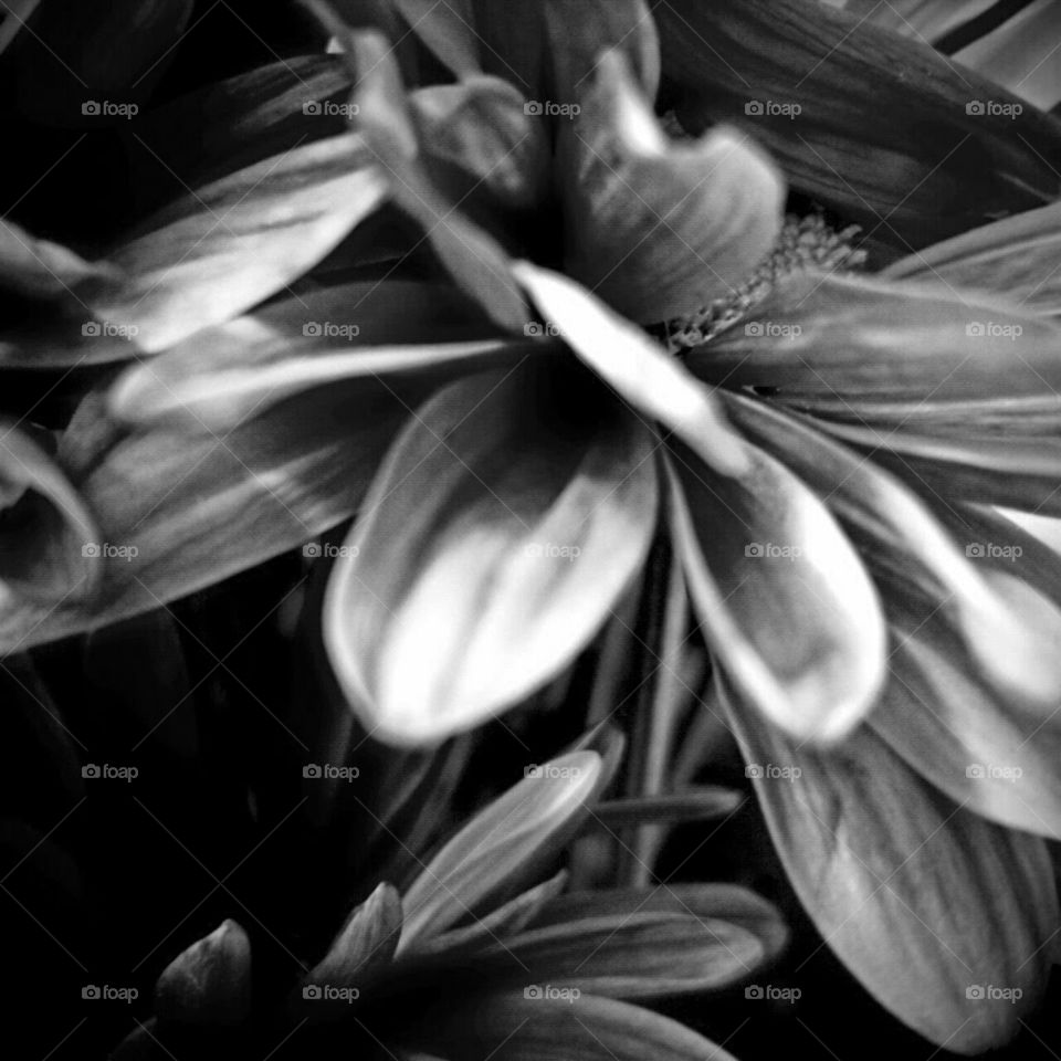 Monochrome, Flower, Nature, Black And White, Beautiful