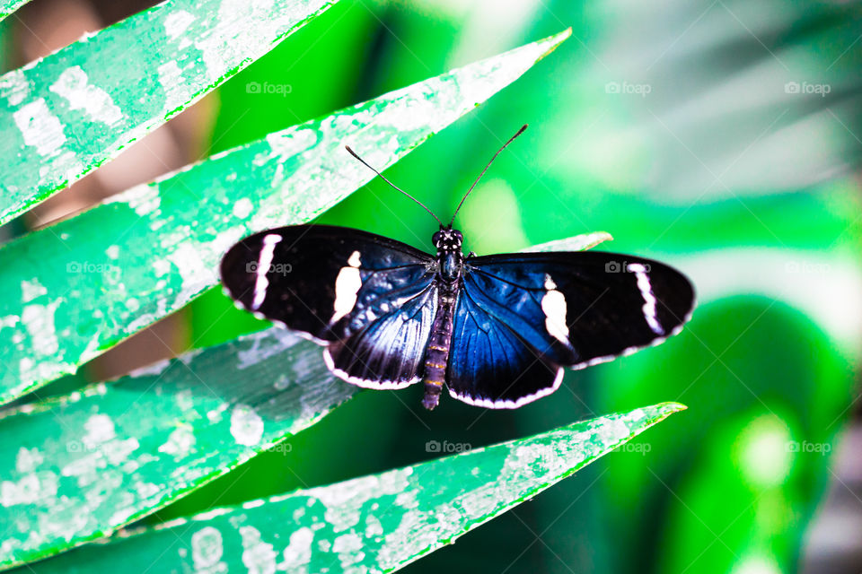 Butterfly on a fern. 