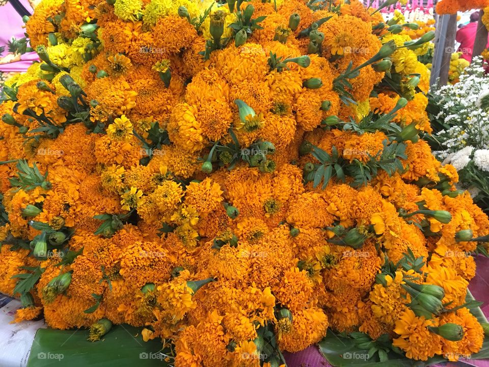 Marigold flower 