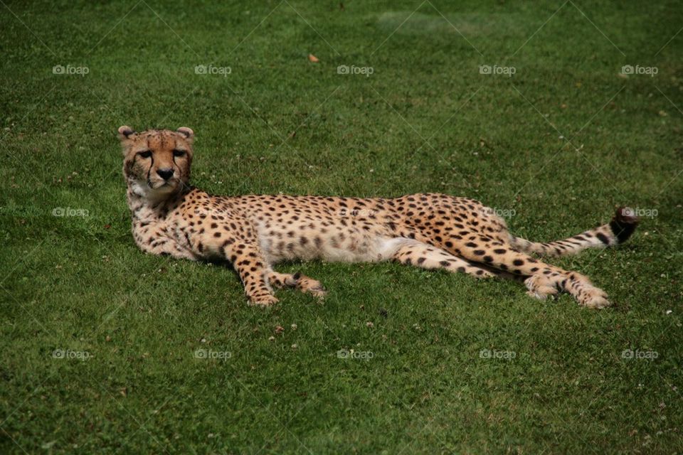 Leopard just relaxing