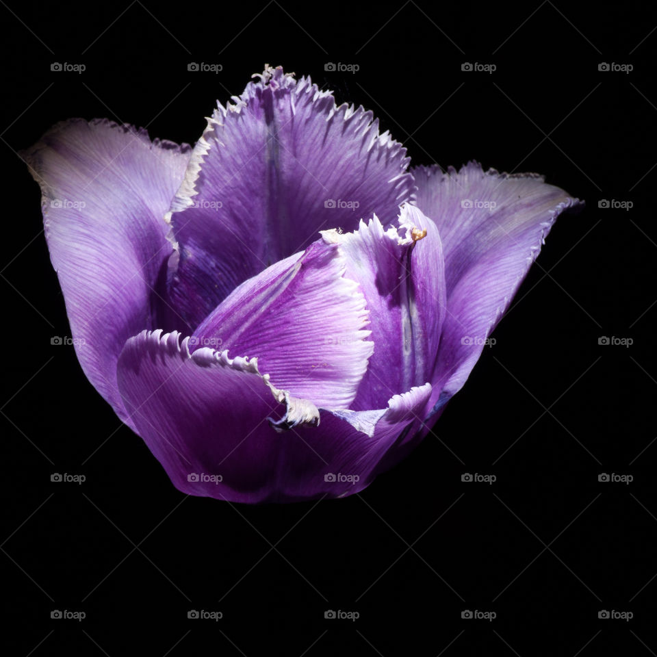 Purple flower on black background