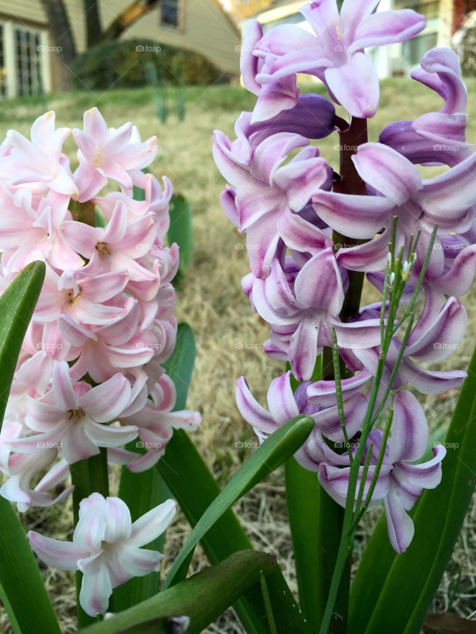 Hyacinth spring