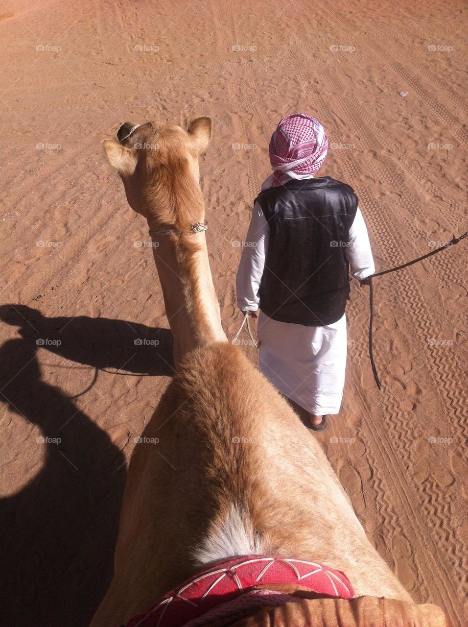 camel in Oman