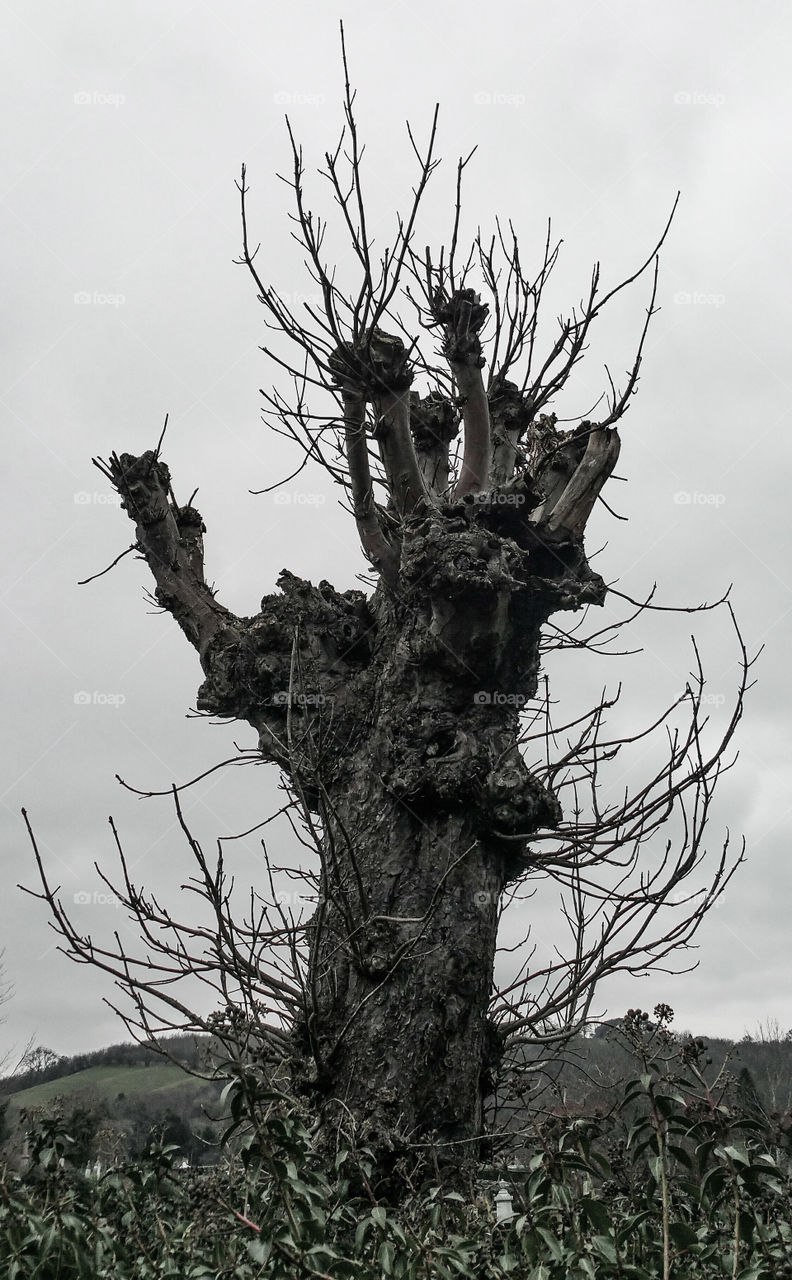 An old tree from a Welsh cemetery