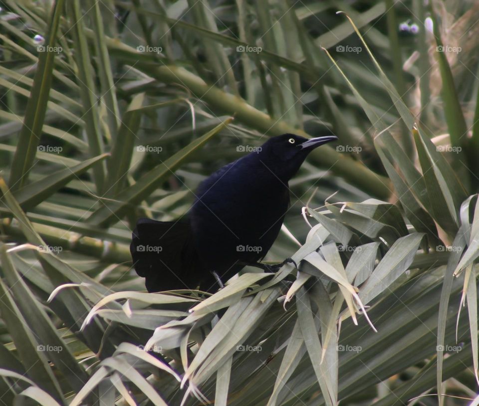 Male Grackle in the Palms