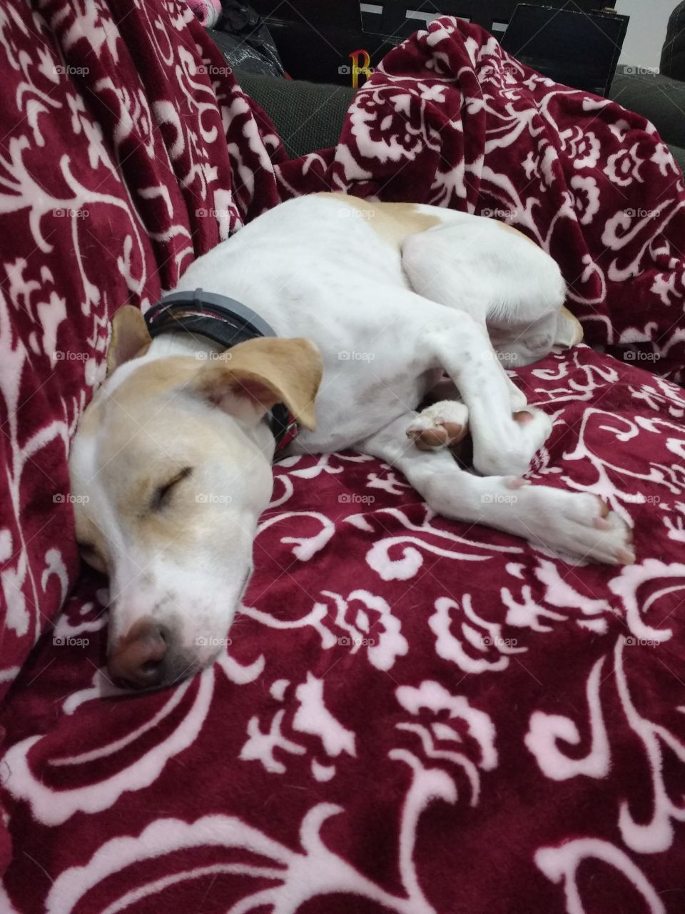 puppy sleeping on a red and white blanket