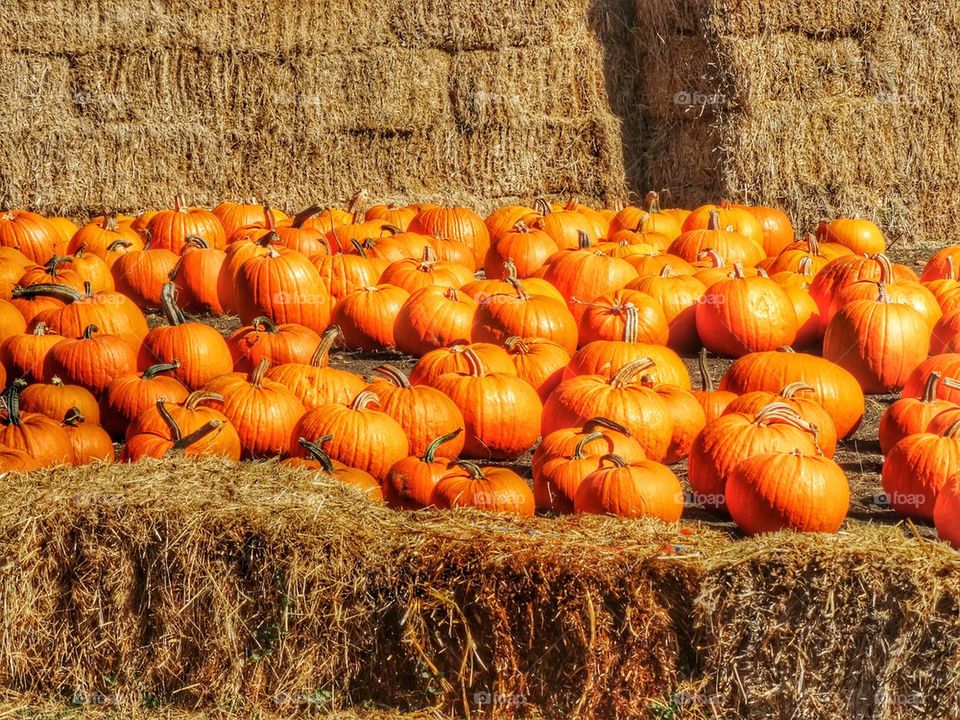 Pumpkin Patch