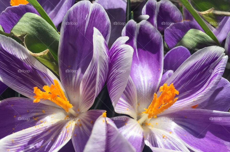 Crocus flowers blooming in the garden