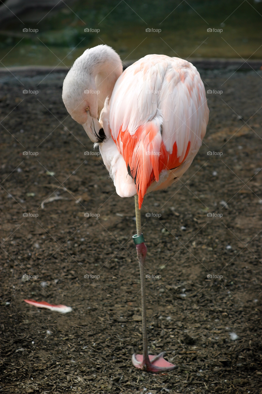 nature pink birds water by hlehnerer