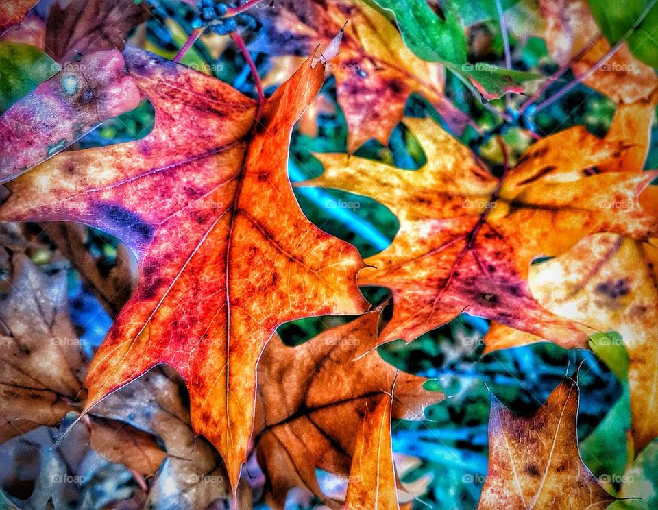 fall colors on display 