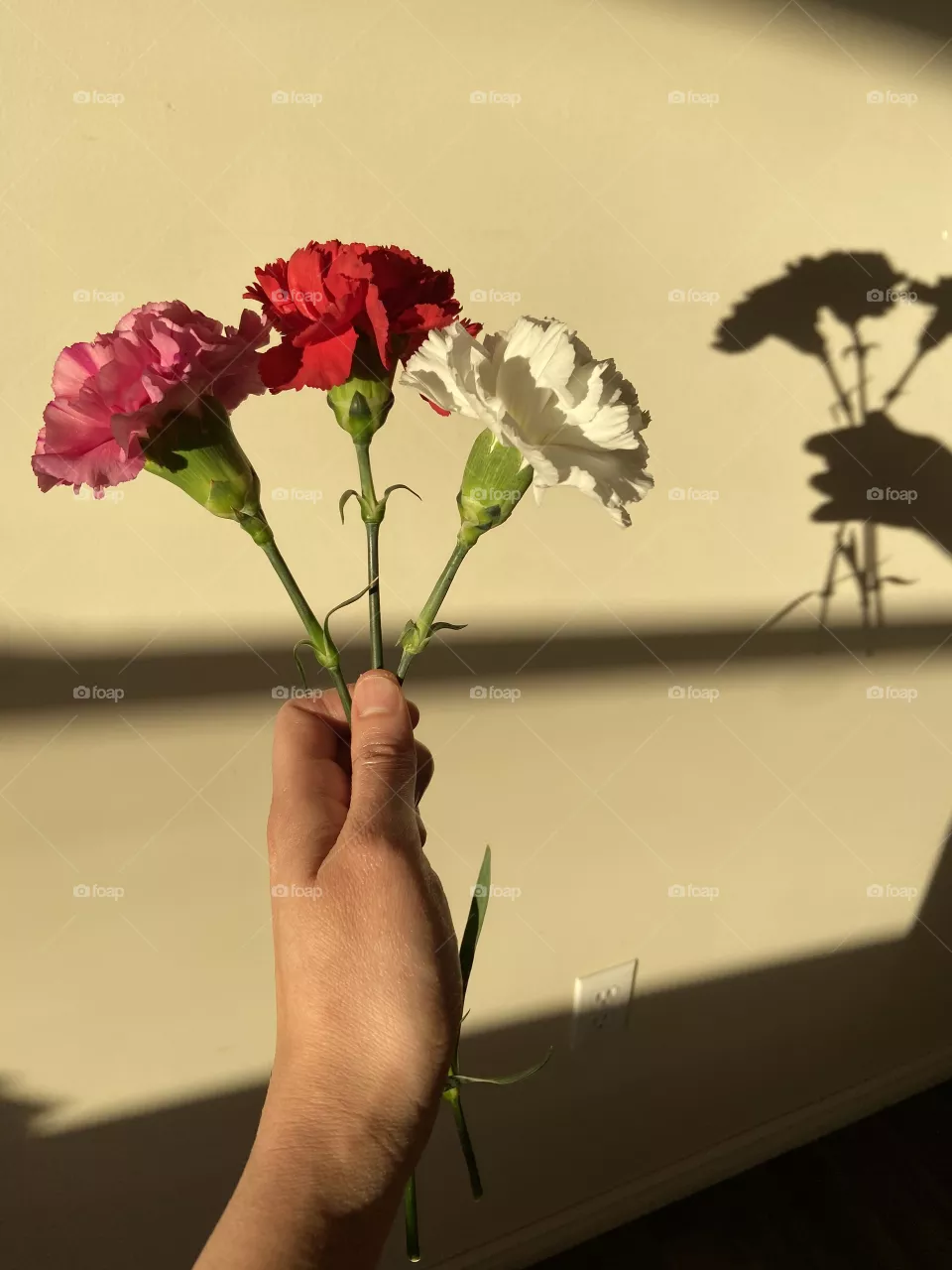 Flowers and shadows
