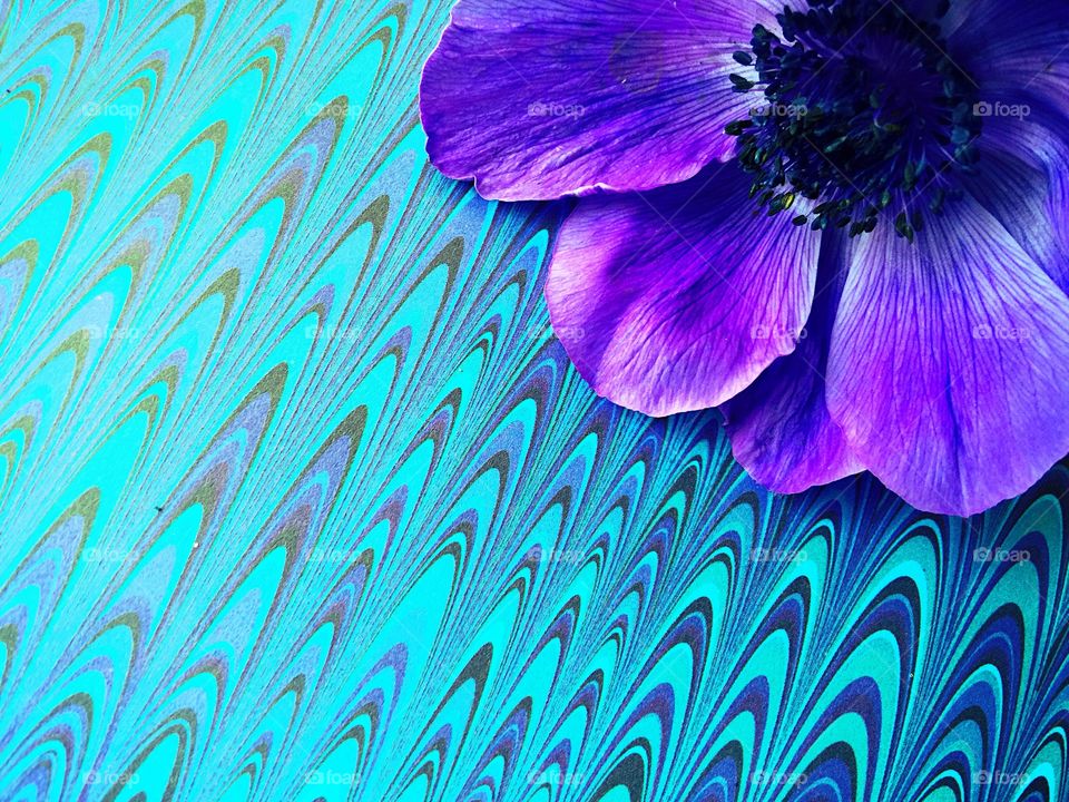 Purple anemone in patterned background