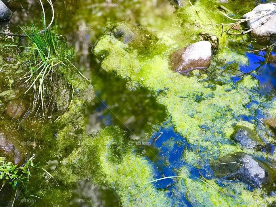 Moss growing in spring season 