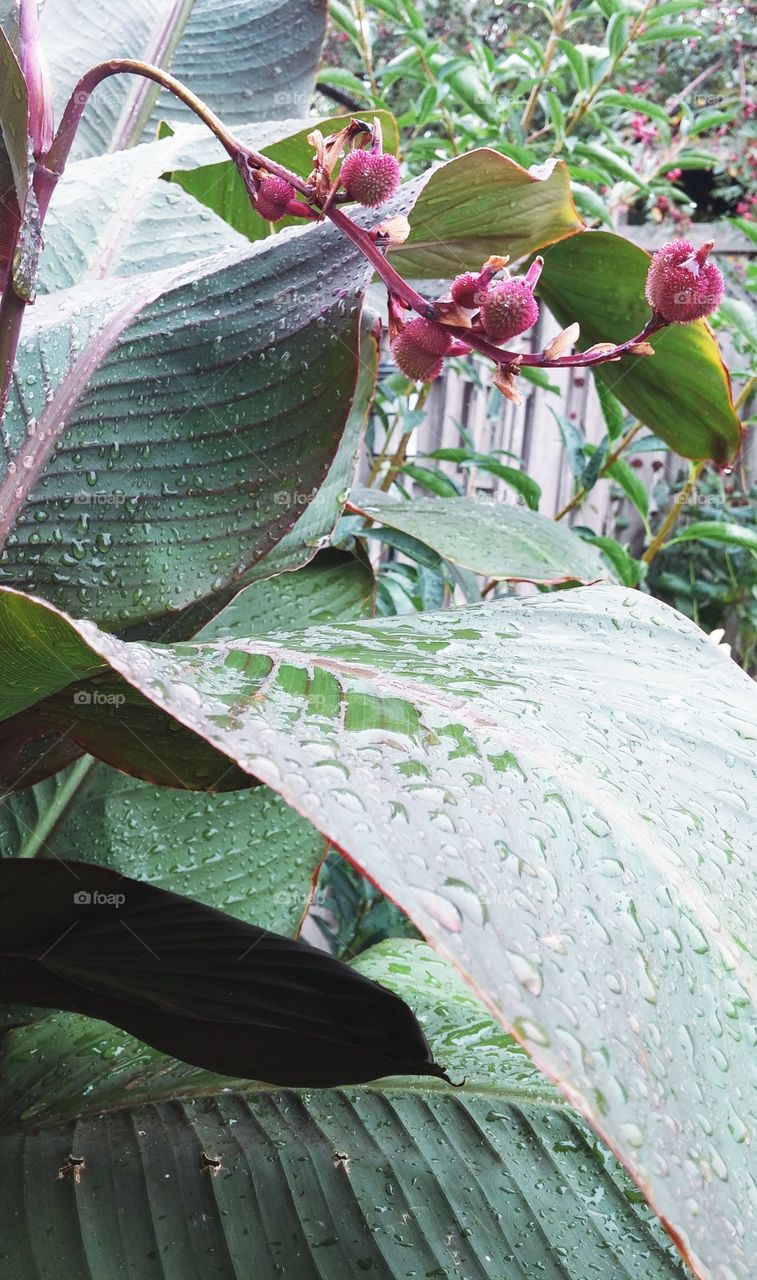 Plant in Rain