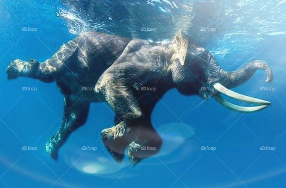 Swimming elephant