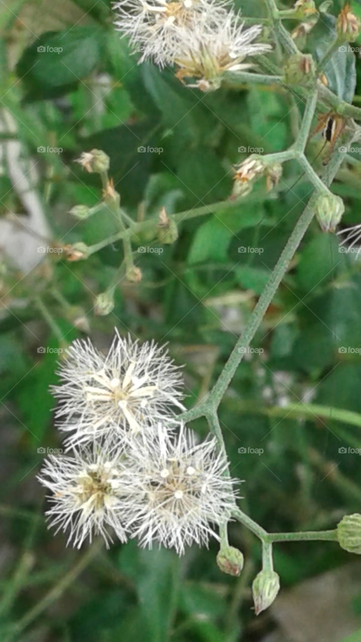 design of natural flowers