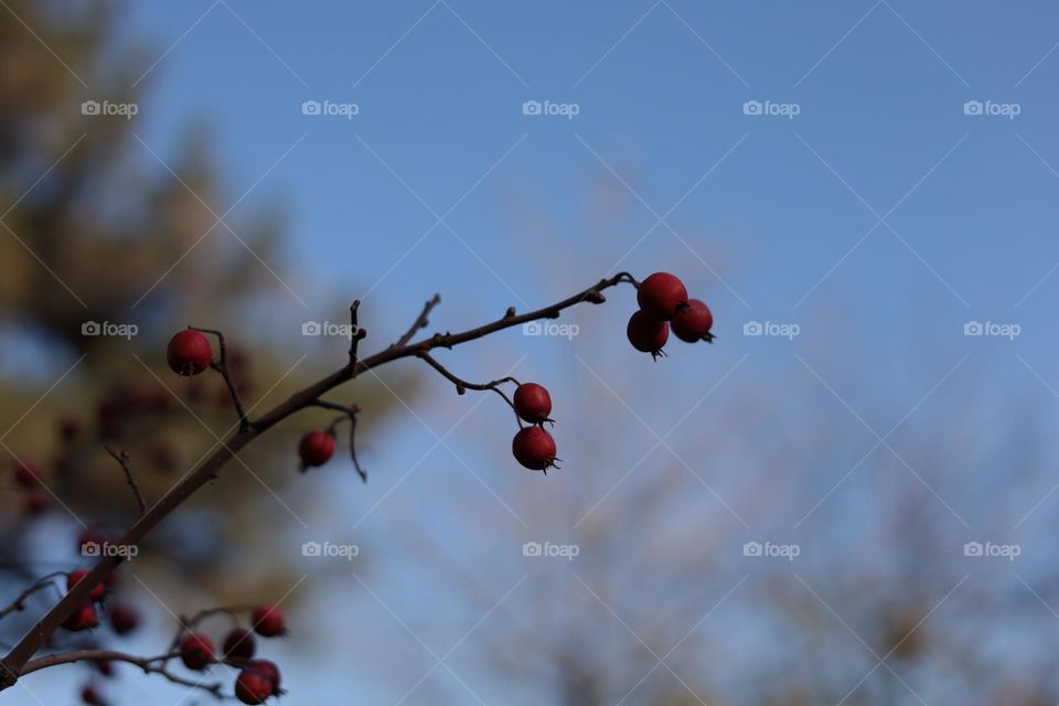 Berries