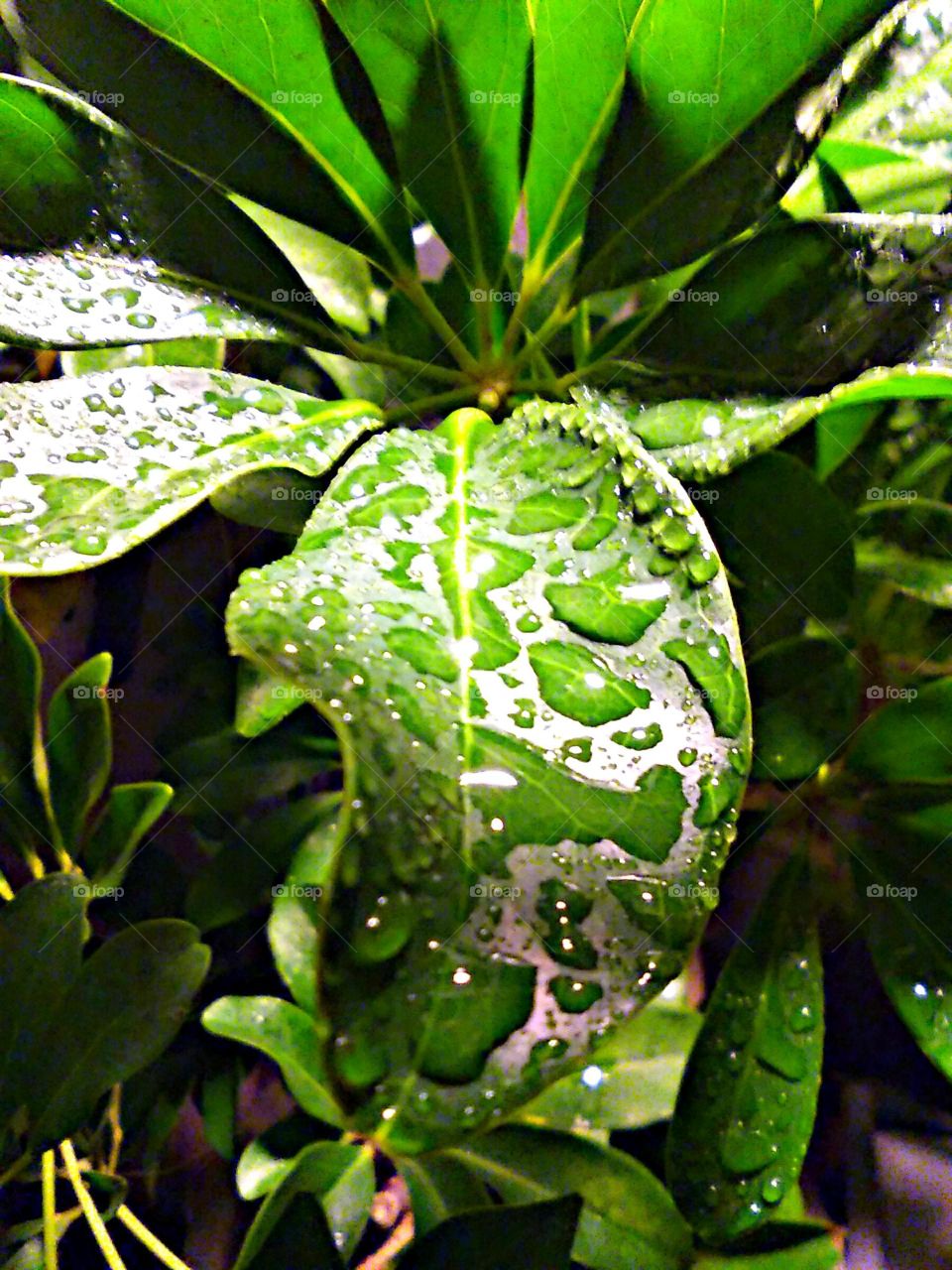Green Leaves In The Rain