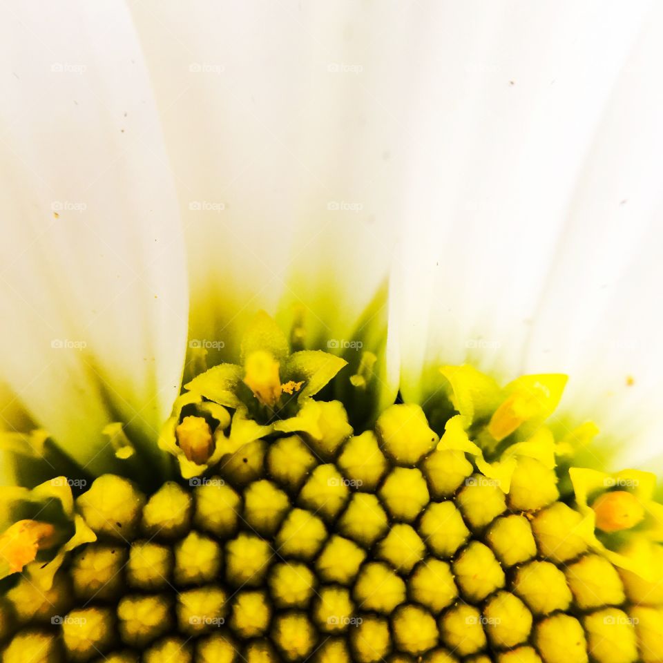 Extreme close up of flower