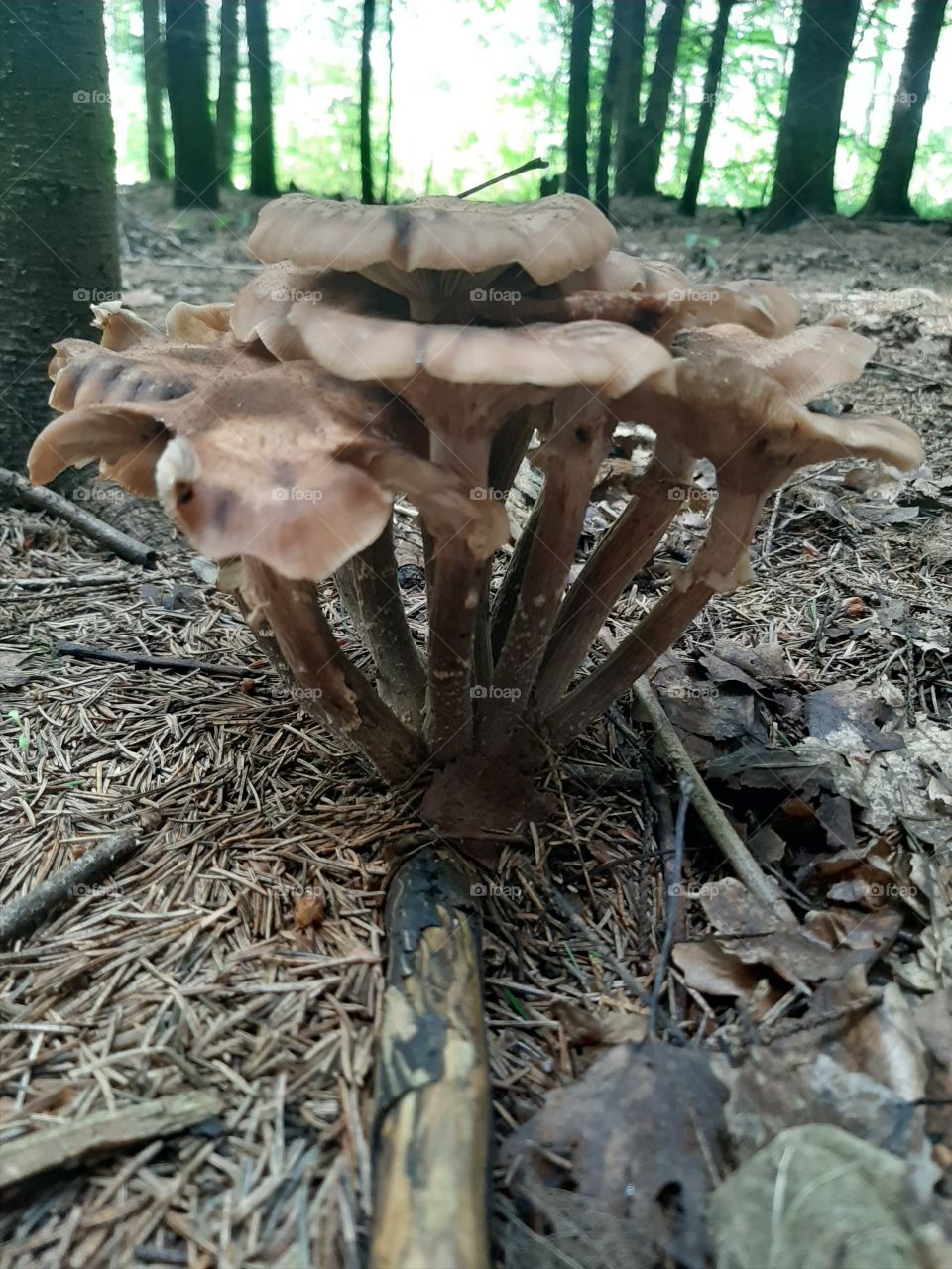 Поганки   прям  как   опята   лесные!