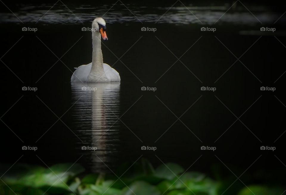 majestic swan on a lake