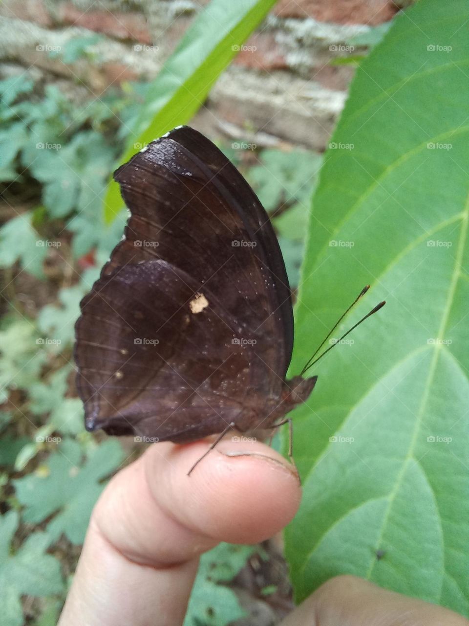 Beautiful butterfly perched on the fingers