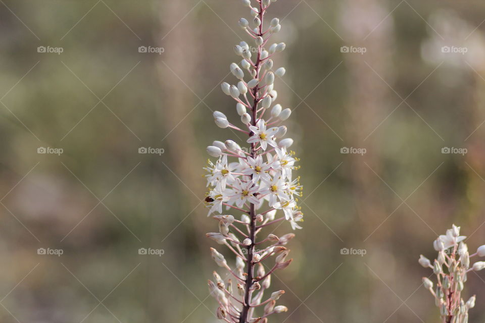 Sea onion