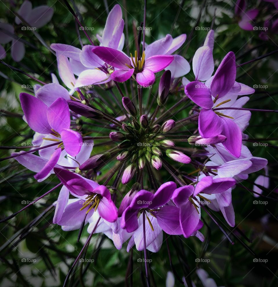 Looking down through a flower 