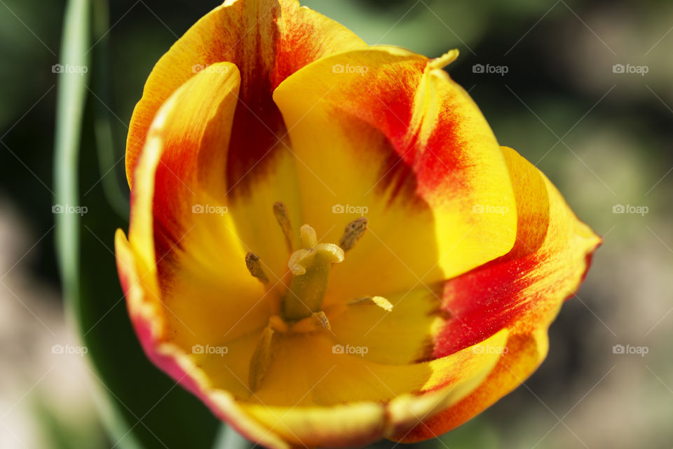 Beautiful tulip flower in red and yellow colors