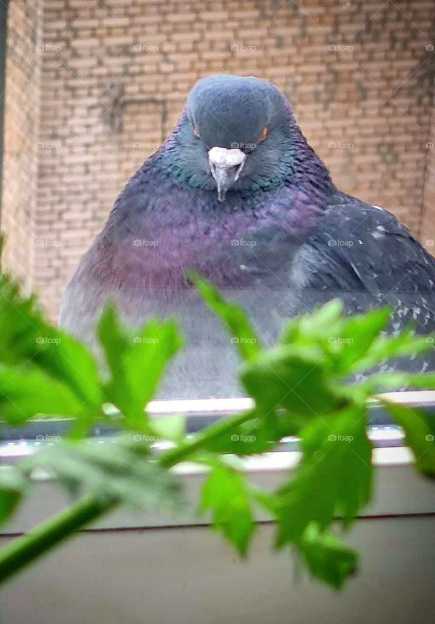 Anger.  A dove sits on the visor of the street window.  Posture and facial expressions show anger: ruffled feathers, head down and looking at the camera