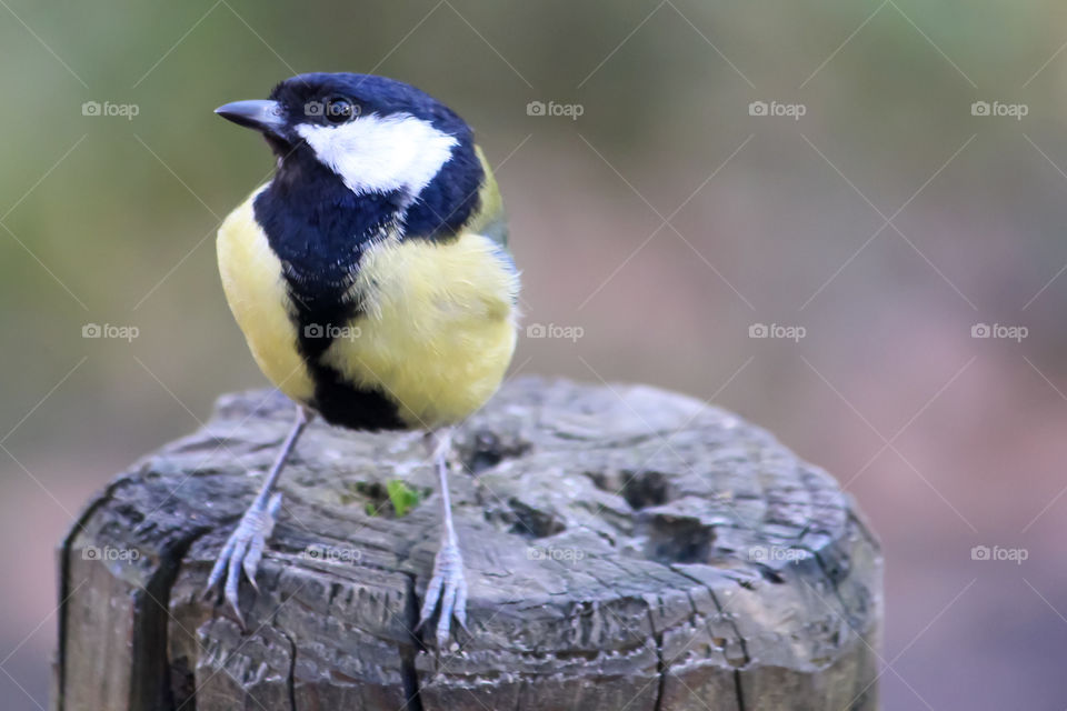 Great titmouse close up