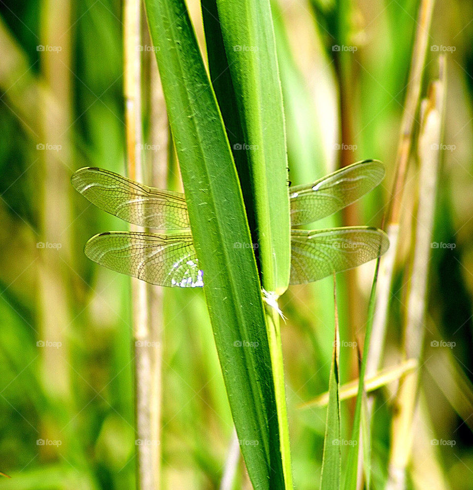 Dragon fly in the gras