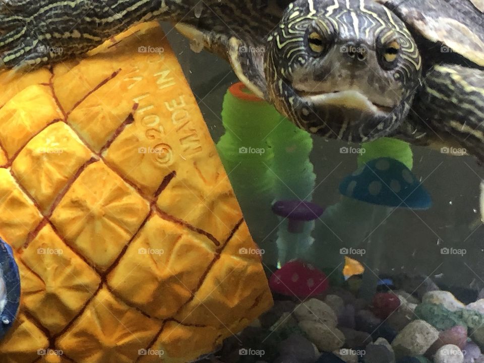 Indoor aquarium map turtle