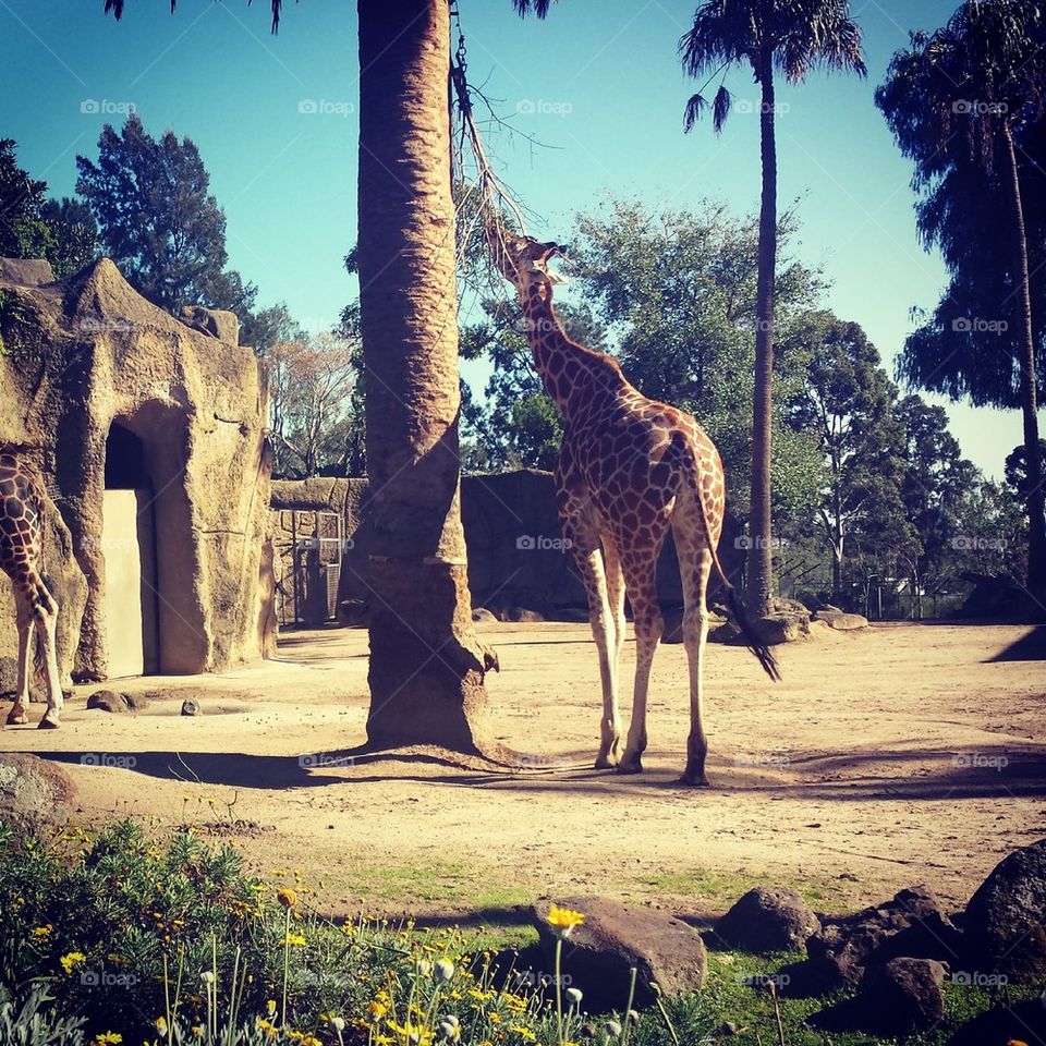 zoo2