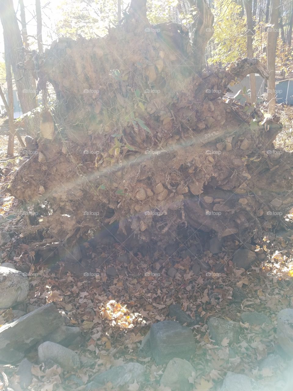Uprooted tree