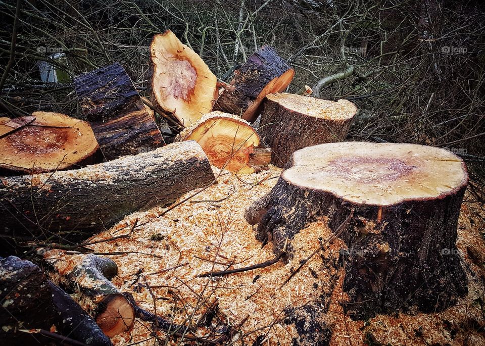 Felled sycamore