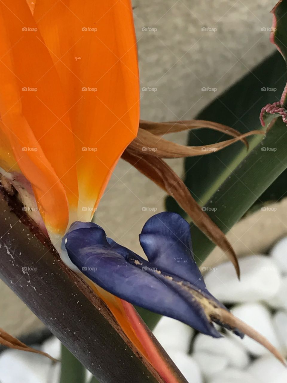 Bird of Paradise 