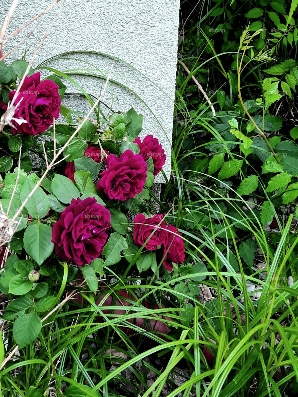 vintage purple  french roses in summer